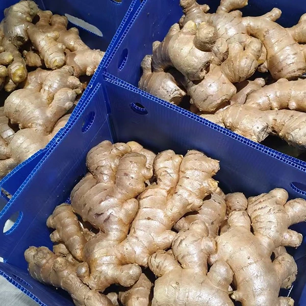 Svaiga ingvera tirgus piedāvā kvalitātes uzlabojumus