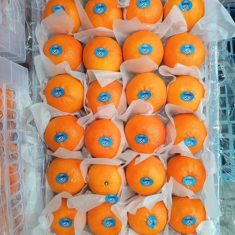 Premium Fresh Sweet Wogan mandarīni