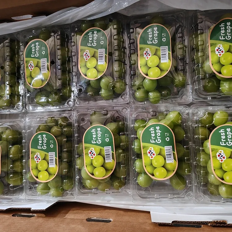 Atlasītas Fresh Shine Muscat vīnogas